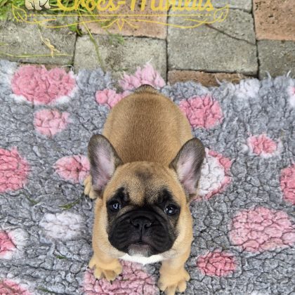 29 Mai 2026 - Ma belle bouille pour mes mamans car je reste avec elles :)