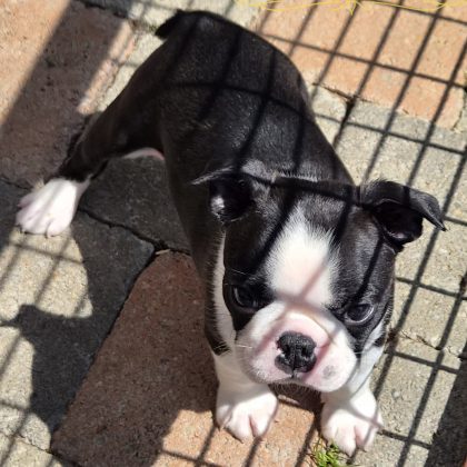 21/07/2026 - J'ai 7 semaines et voilà ma belle petite bouille :)