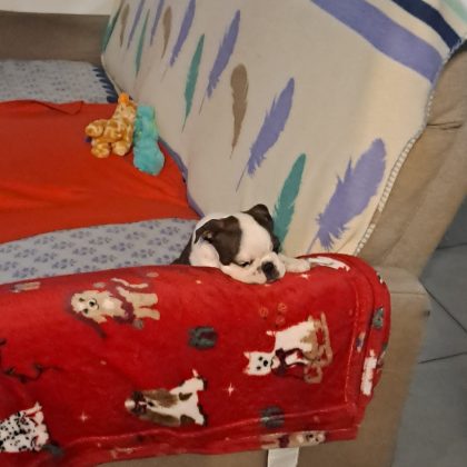 Je suis bien avec ma nouvelle famille ma première nuit j ai été très dage