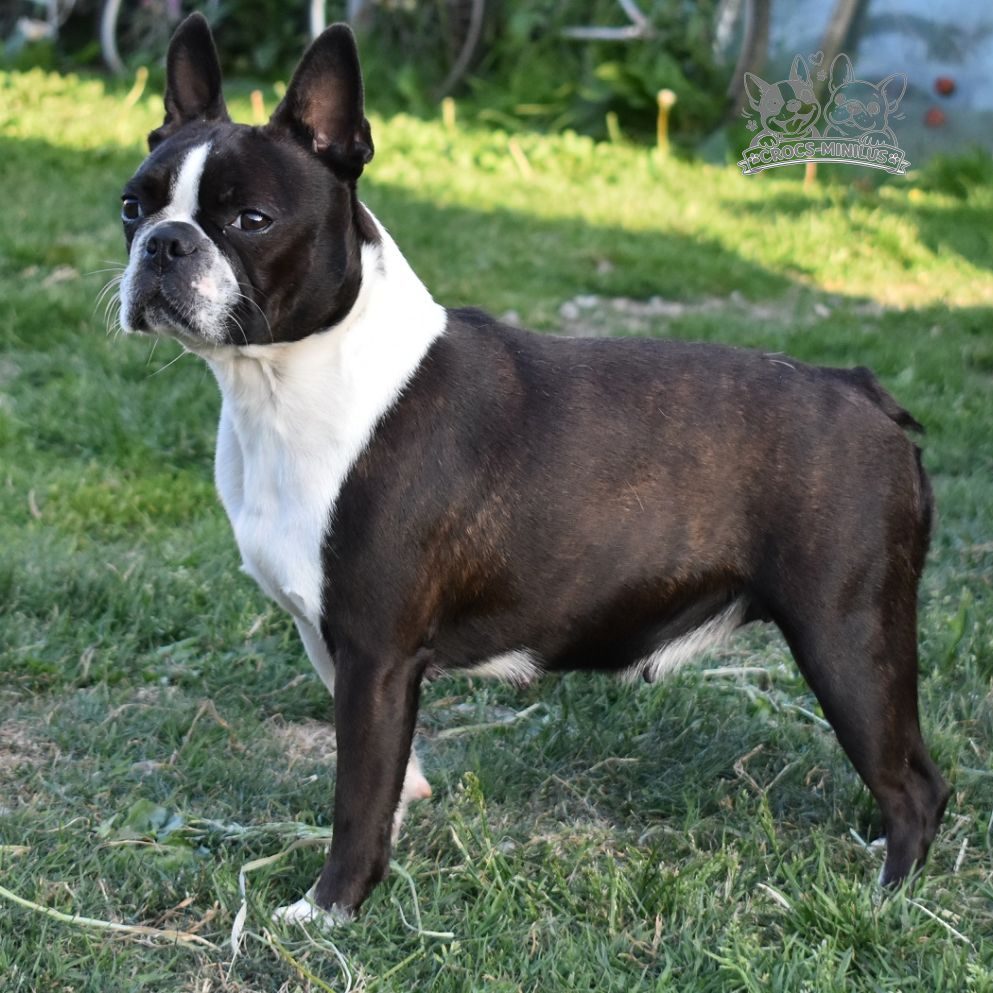 Nikita