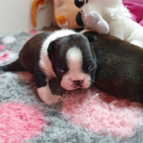 Cocotte