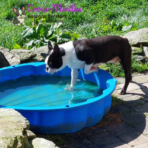Boston Terrier