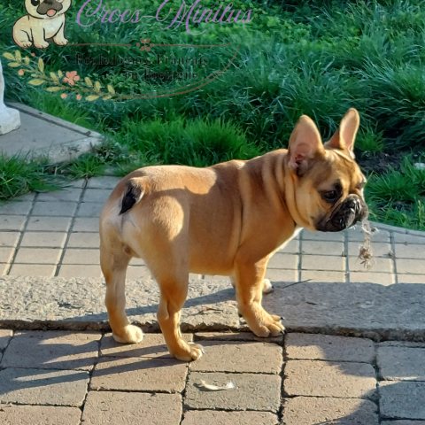 Bouledogues Français