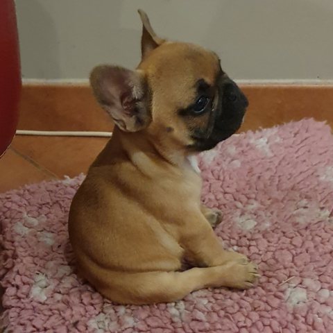 Sugar Baby dite "Baby"