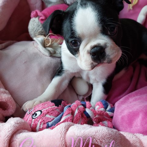 A Chacun Son Karma dite "Karma"