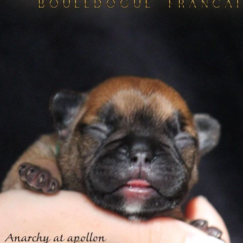 Photo de Anarchy At Apollon dit "Apollon"