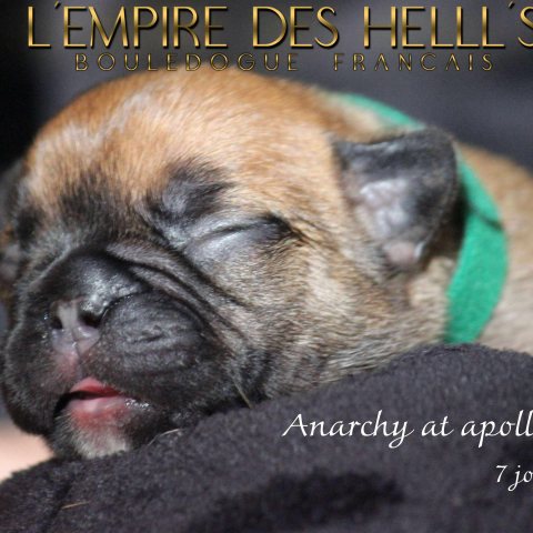 Photo de Anarchy At Apollon dit "Apollon"