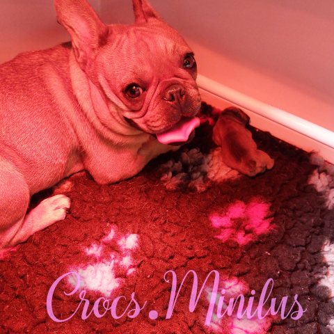 24/09/2025 - Je vous présente ma petite puce Abby :)