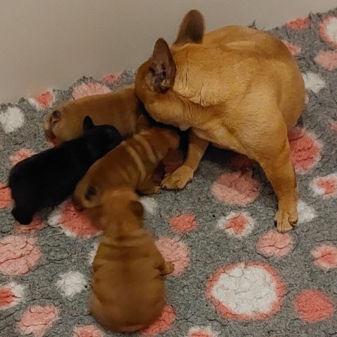 11/05/2022 - Je vous présente mes 4 premiers bébés, Tromimi est déjà tromignonne