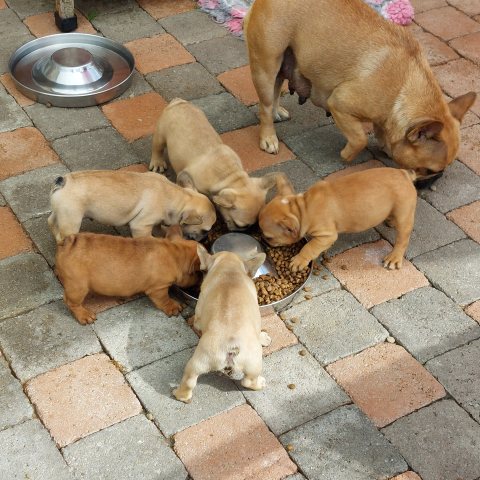 18/09/2023 - Mes petits ont bon appétit :) Ma petite UT est déjà la plus rouge :)