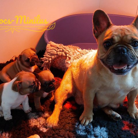 12/03/2026 - Je vous présente Baloo, Blue et Biscotte mes petites bouilles d'amour de cette année :)
