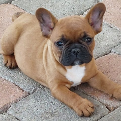 20/05/2025 - Mon beau Arthur prend sa pose :)