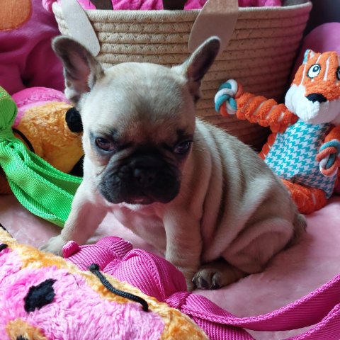 12/02/2025 - Voilà ma belle bouille à 6 semaines :)