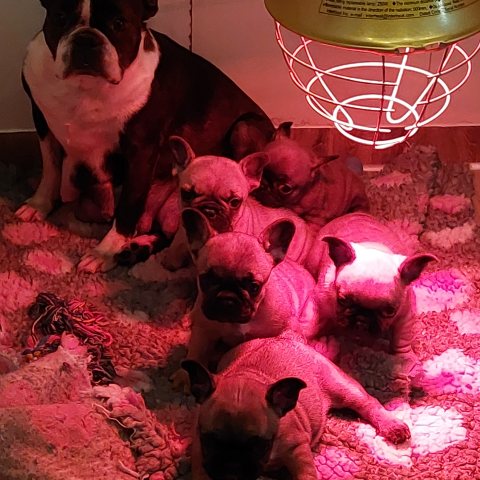 10/02/2025 - Avec mes frères et sœurs et notre maman d'adoption Résille :)