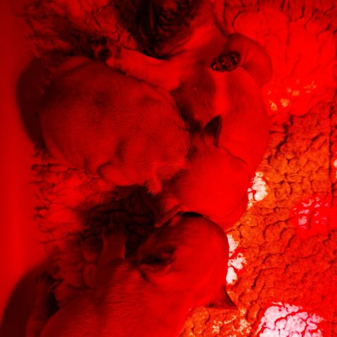 31/12/2023 - Mes 3 belles nouvelles petites bouilles d'Amour :)