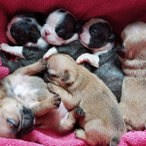 16/06/2025 - Mes derniers petits bébés nés le 24 Mai :)