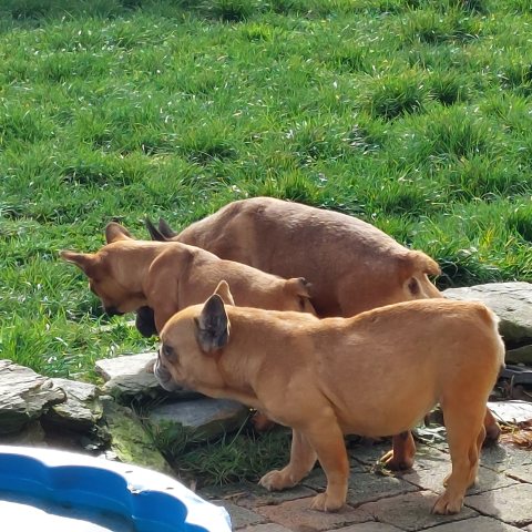 13/03/2025 - Balade avec Tyrion et une de ses filles :)