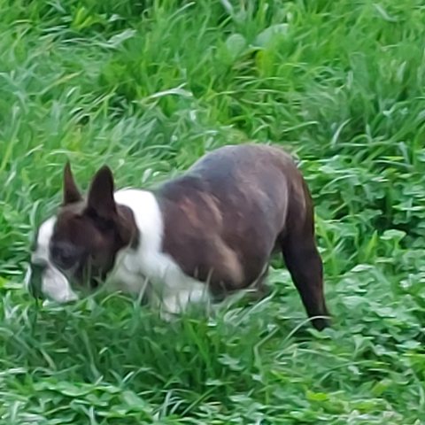 Photo de Odin