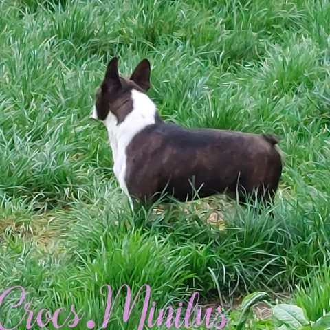 Photo de Odin